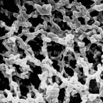 Millipore HATF02500 Immobilon-NC 圆片膜