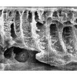 赛多利斯,Sartorius,聚醚砜膜(PES),14429-25-D,14429-44-D,14429-47-D,14429-63-D,14429-76-D