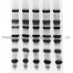 Millipore ISEQ00010, western 转印迹膜, Immobilon-PSQ 卷膜, PVDF, 0.2 µm